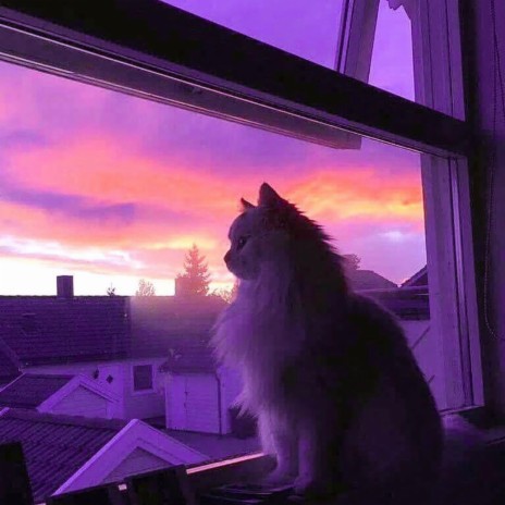 Gato