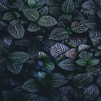 Floral cover art