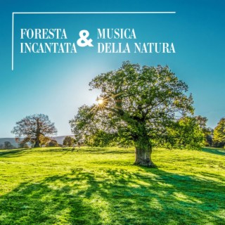 Foresta incantata & musica della natura: Suoni naturali, foresta, uccelli nel bosco
