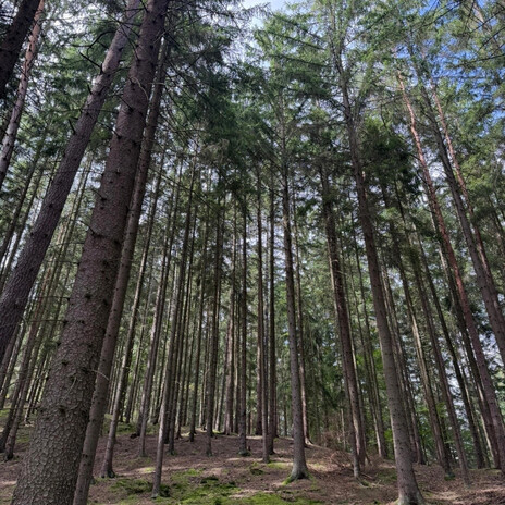 Remember the Forest cover art