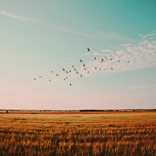 Wings (Compilation)