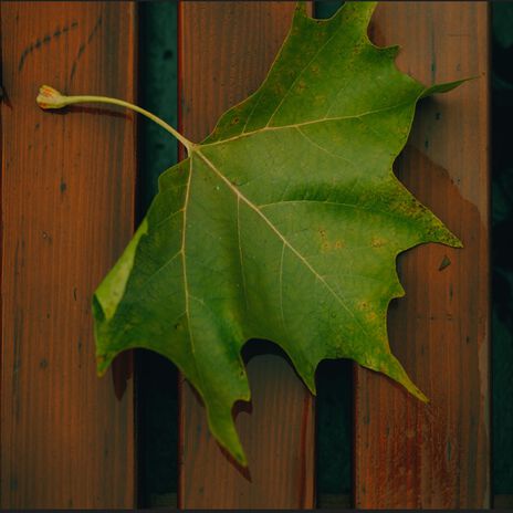 The Point cover art