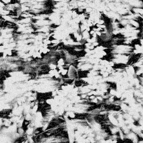 Desaparecidos cover art