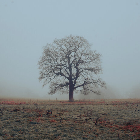 Murmurations cover art