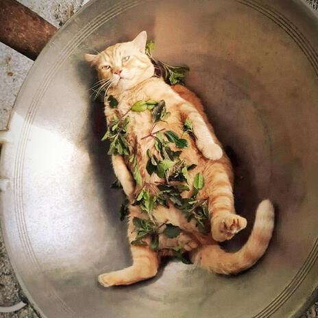 They're Eating the Dogs (They're Eating the Cats) cover art