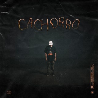 Cachorro