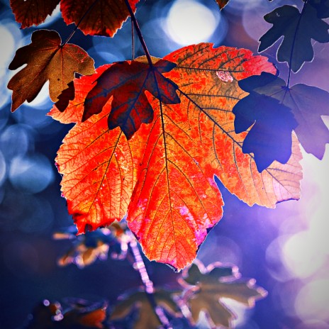 Stars Fall At Ground cover art