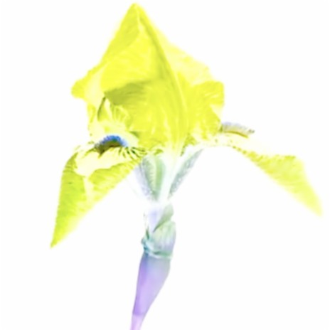 annyse cover art