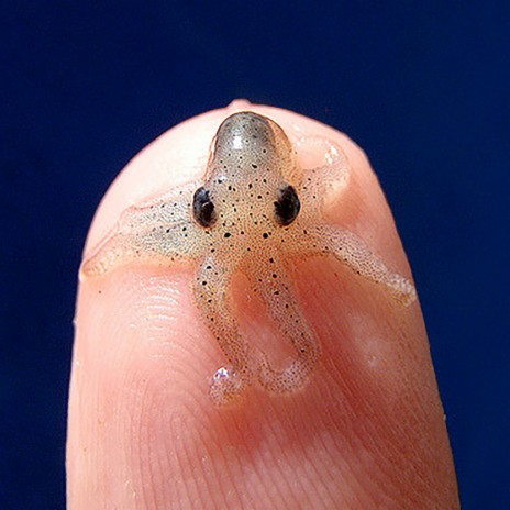 Cuttle