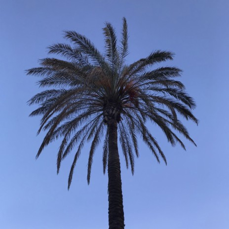 elevate