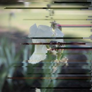 iris cover art