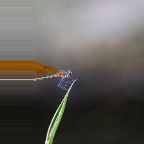 Odonata cover art