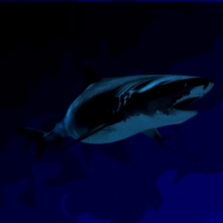 DJ Ocean
