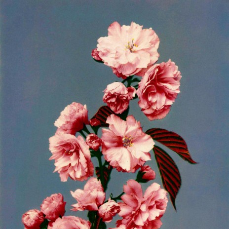 Early evening cover art