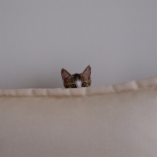 Kattepus cover art