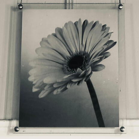 Chrysanthemum ft. Butr808 cover art