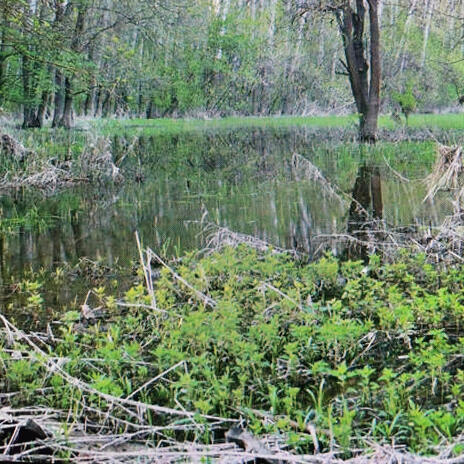 Rainy Swamp ft. White Noise Radiance, Nature on Record & avatar zen cover art