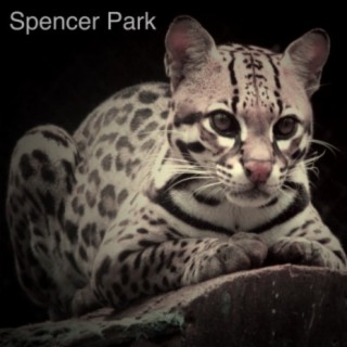 King Ocelot cover art