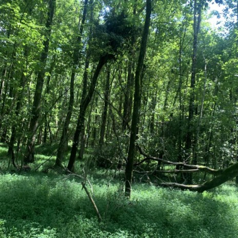 Speakers cover art