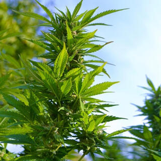 Love Ganja