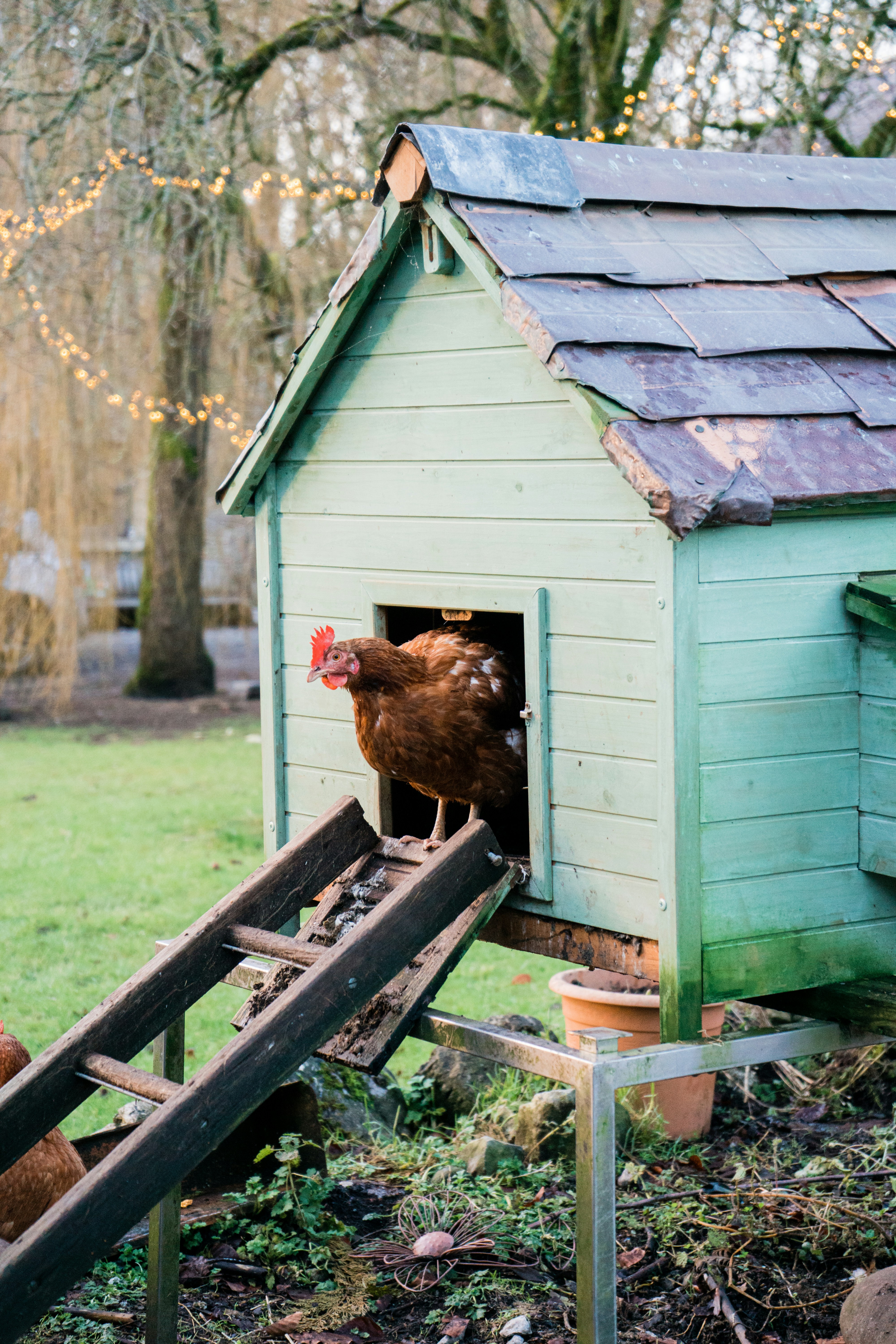 Natural Chicken Run Build Guide: Backyard Poultry Enclosure Design, Winter-Proof Coop Extension, DIY Free-Range Run System