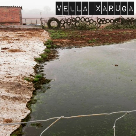 Vella xaruga