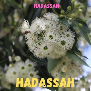 Hadassah: