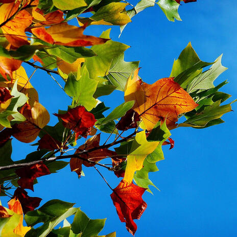 Falling Leaves cover art