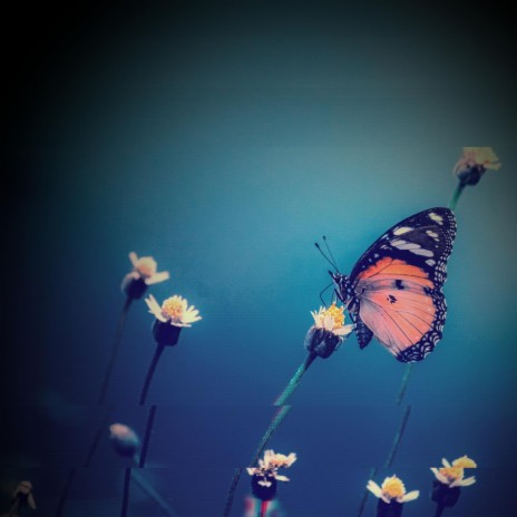 Butterflies (Astral Forest Remix) ft. Astral Forest & Musical Freakshow cover art