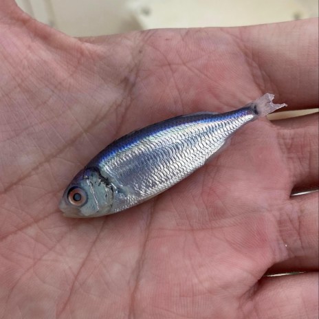 Fish