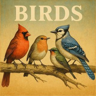 Chirp Sessions