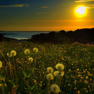 Peace For Your Day
