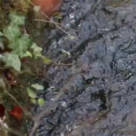 Water Sound Rushing Brook (Relaxing Sleep Sound) cover art