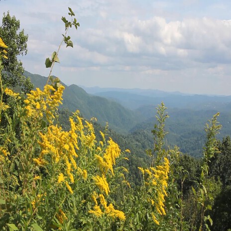 Asheville cover art