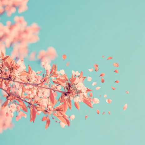 Cherry Blossom cover art