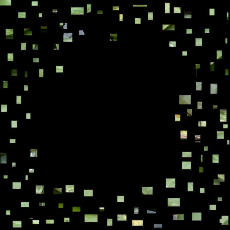 Hemigrammus pulcher cover art