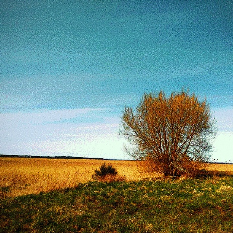 Lonely Tree cover art