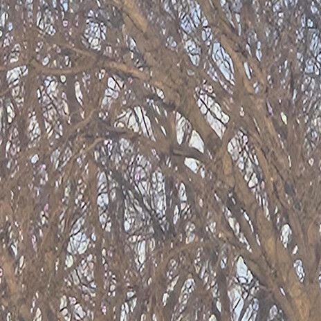 The crows