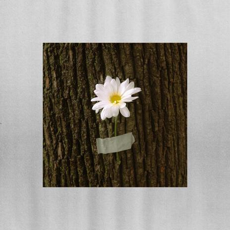 Daisy cover art