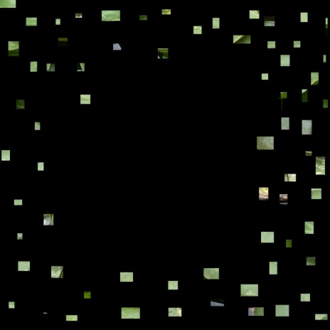 Colisa fasciata cover art