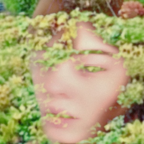 The Rainforest