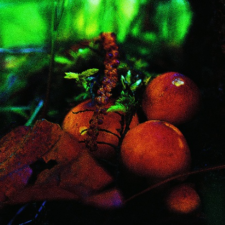 Nowela cover art