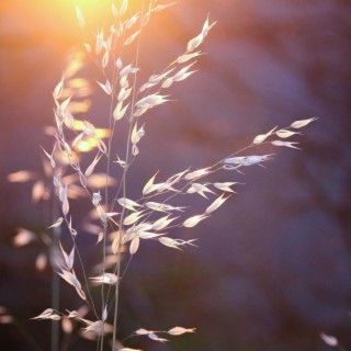 Wildflower