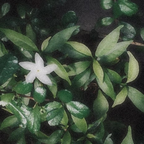 bulaklak. cover art