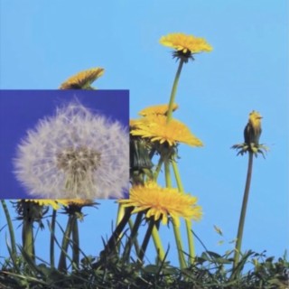 To The King cover art