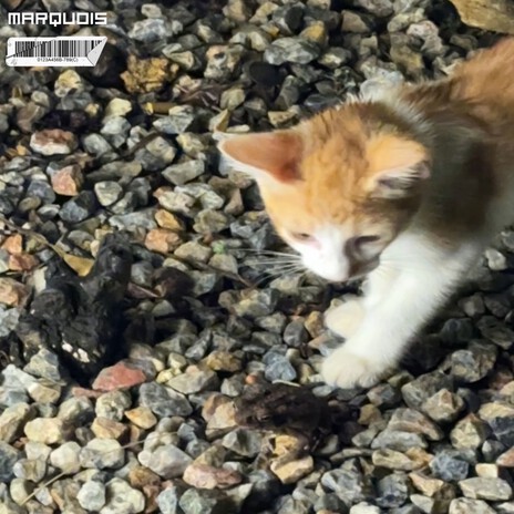 Un Gato y Un Maco cover art
