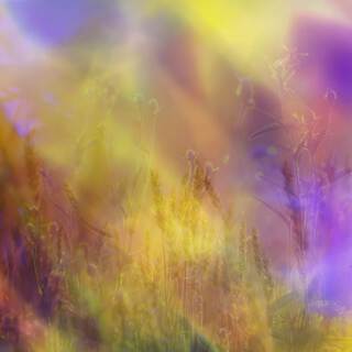 Color Fields