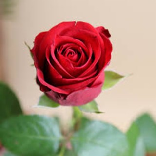 Juni_Or