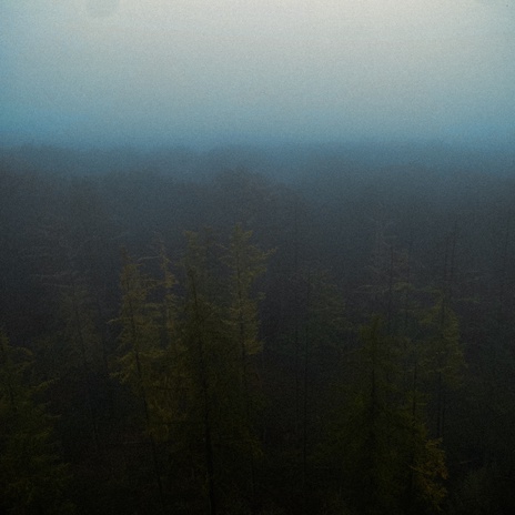 Rainy Forest cover art