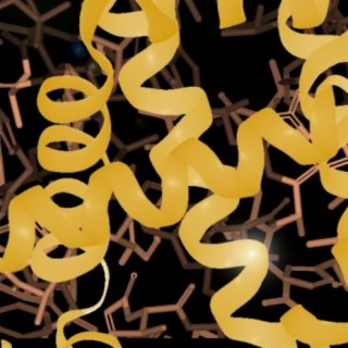Whale Myoglobin Protein Orchestra Across Scales: Rhythm, Melody and a Drone cover art